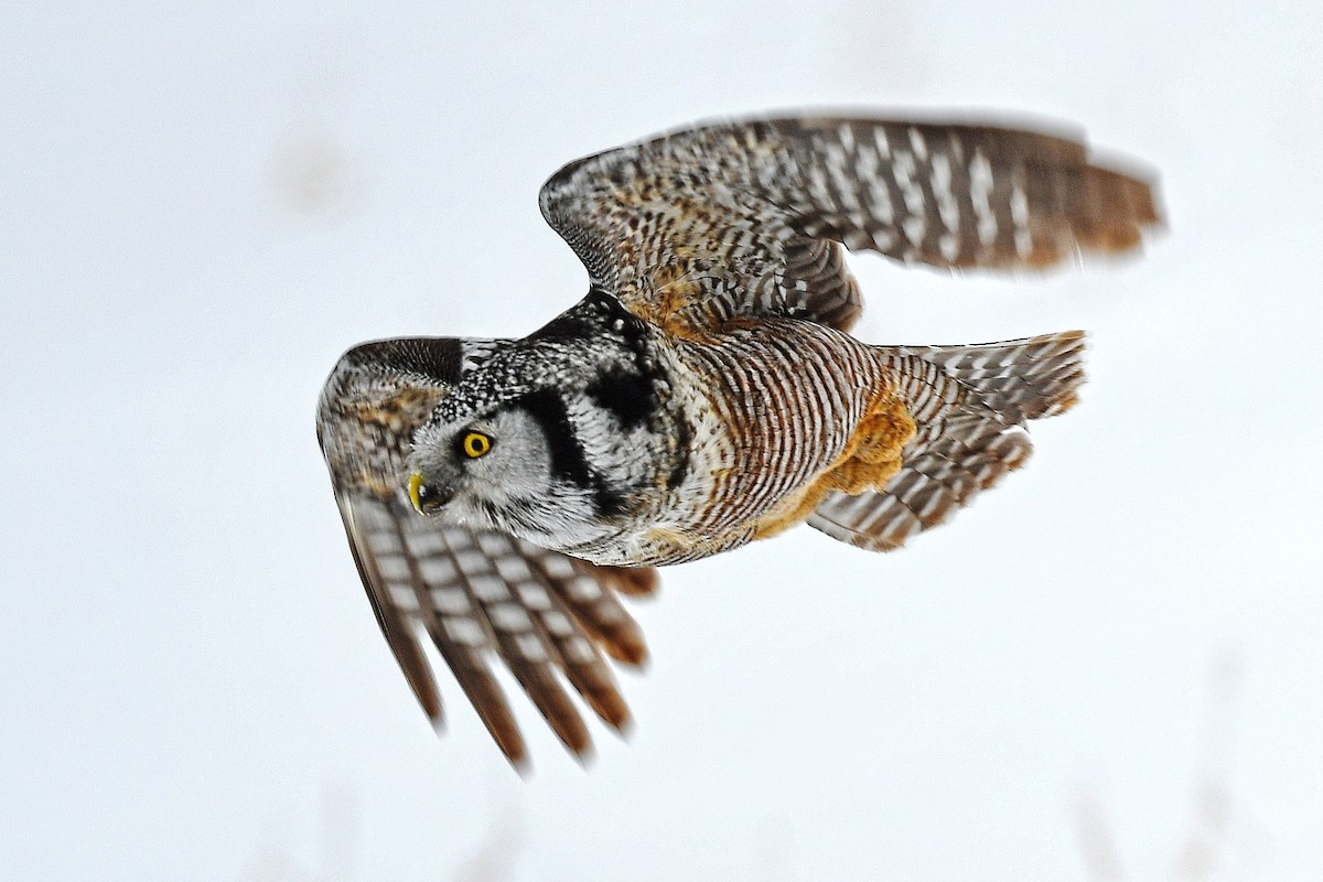 Northern Hawk Owl - Chris Rees