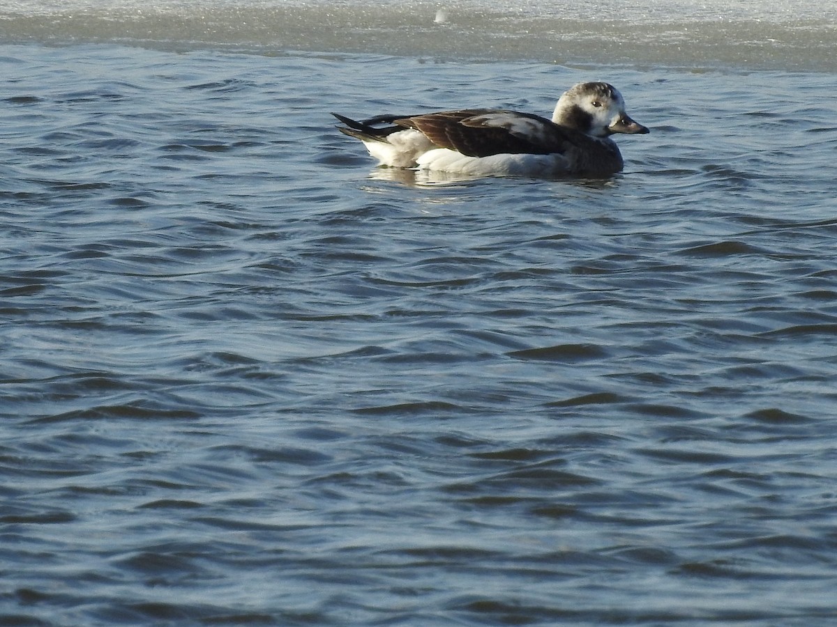 Long-tailed Duck - Mikki Doerger