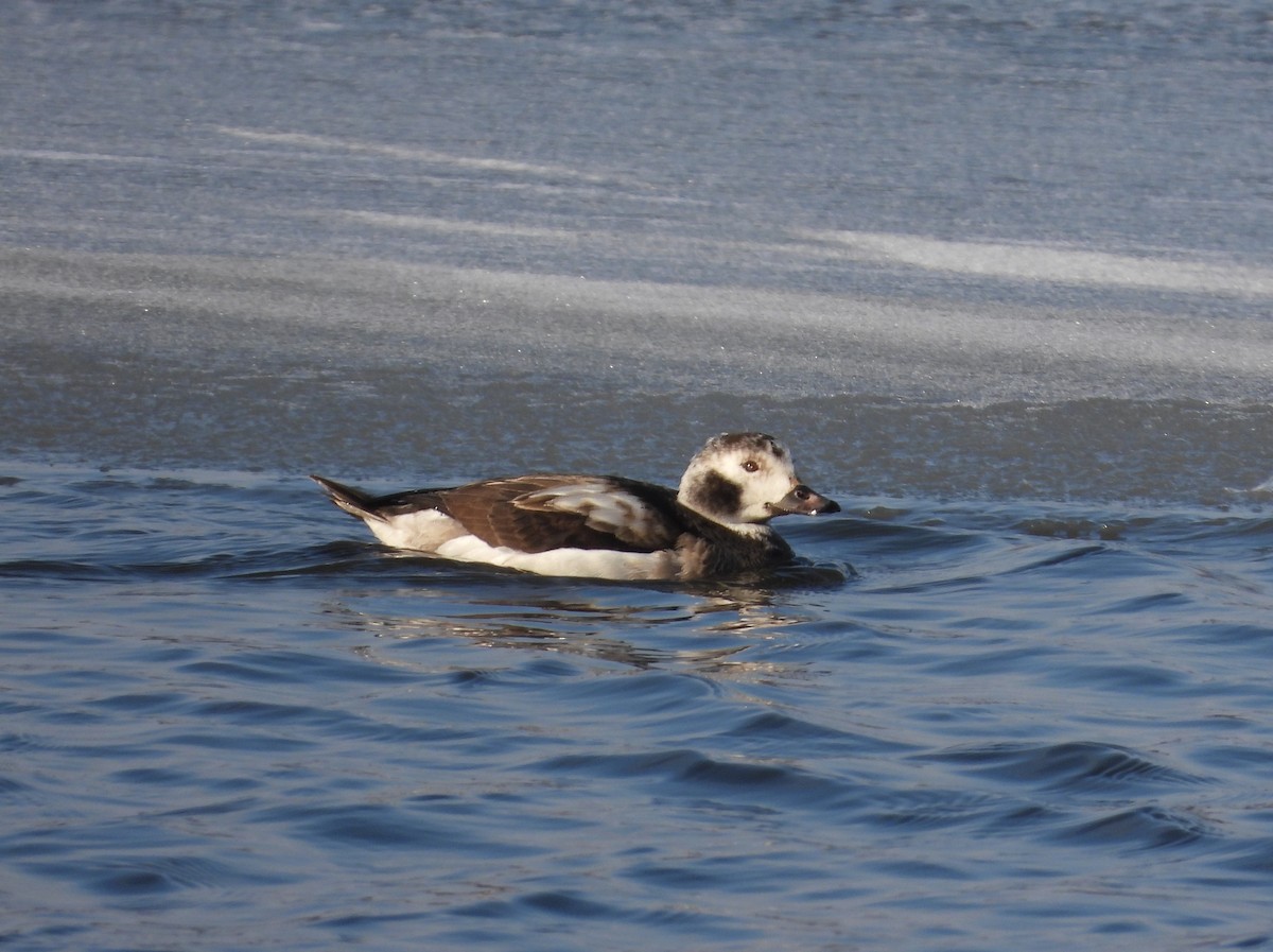 Long-tailed Duck - ML309517621