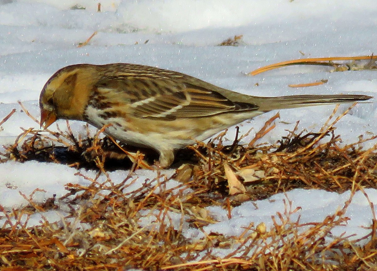 Harris's Sparrow - ML309520161