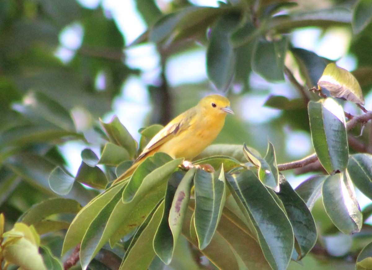 Yellow Warbler - xixa_ black