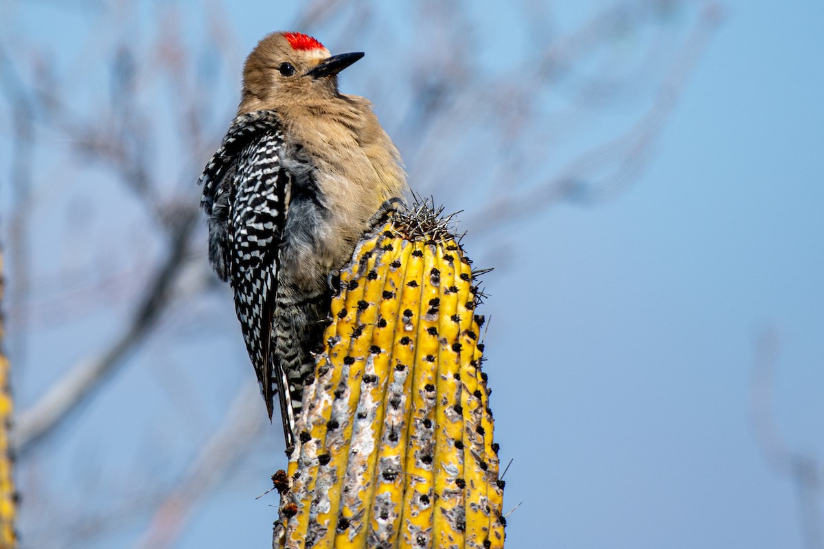 Gila Woodpecker - ML309521911