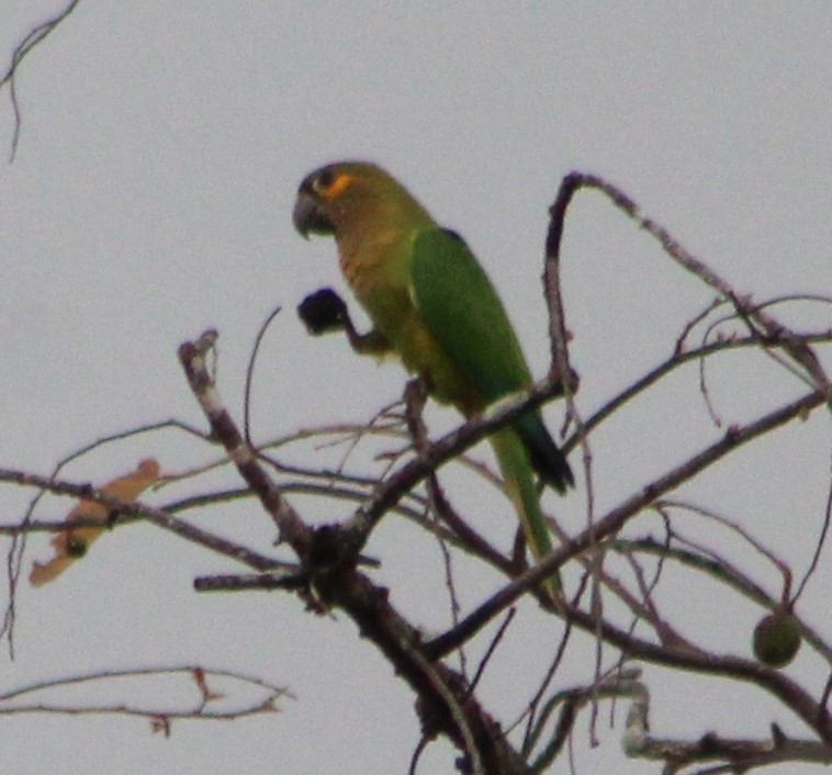 Brown-throated Parakeet - ML309522371
