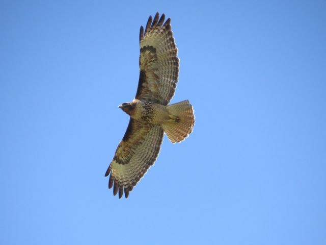 Red-tailed Hawk - Isaac  Denzer