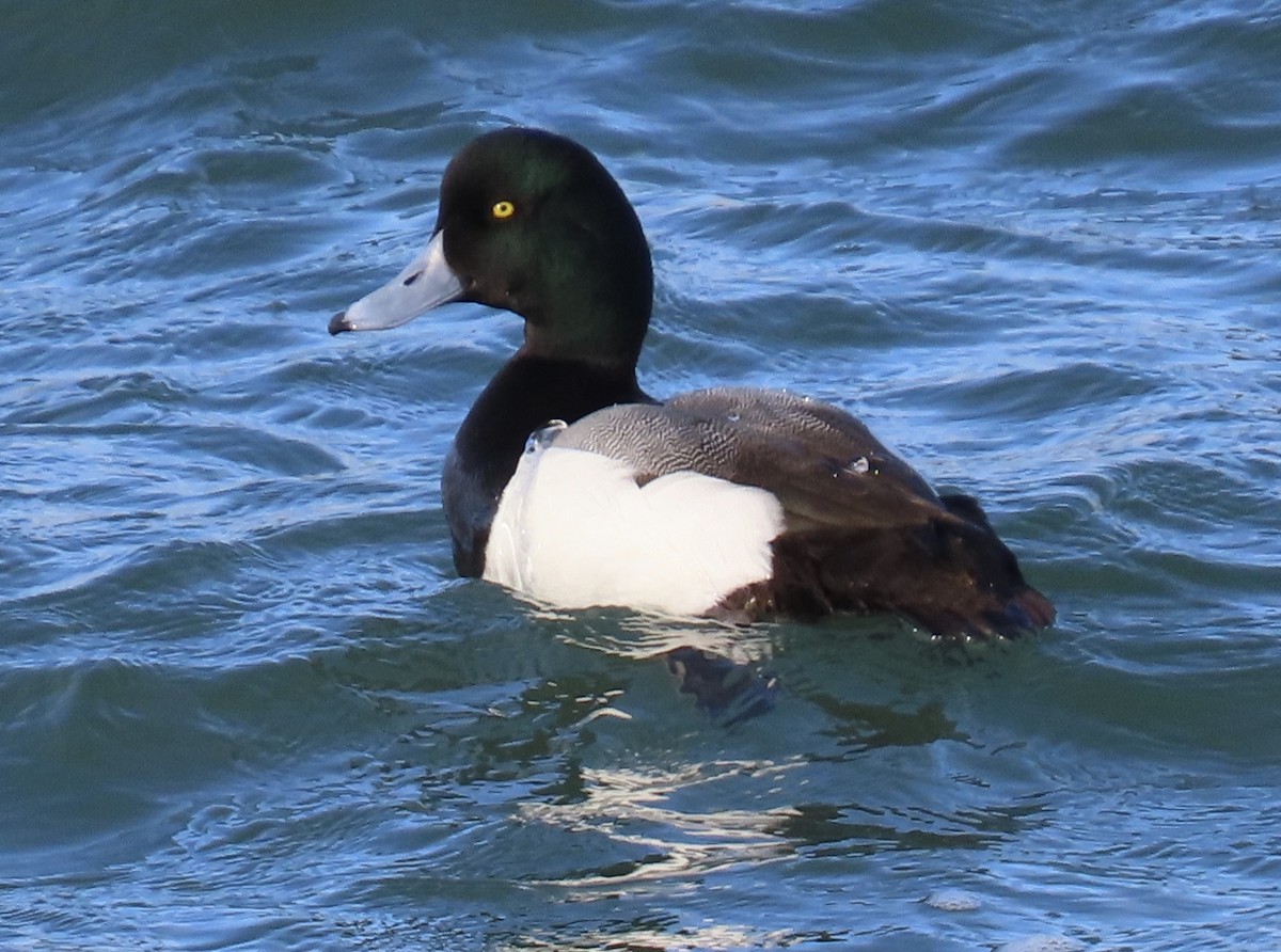 Greater Scaup - ML309528861