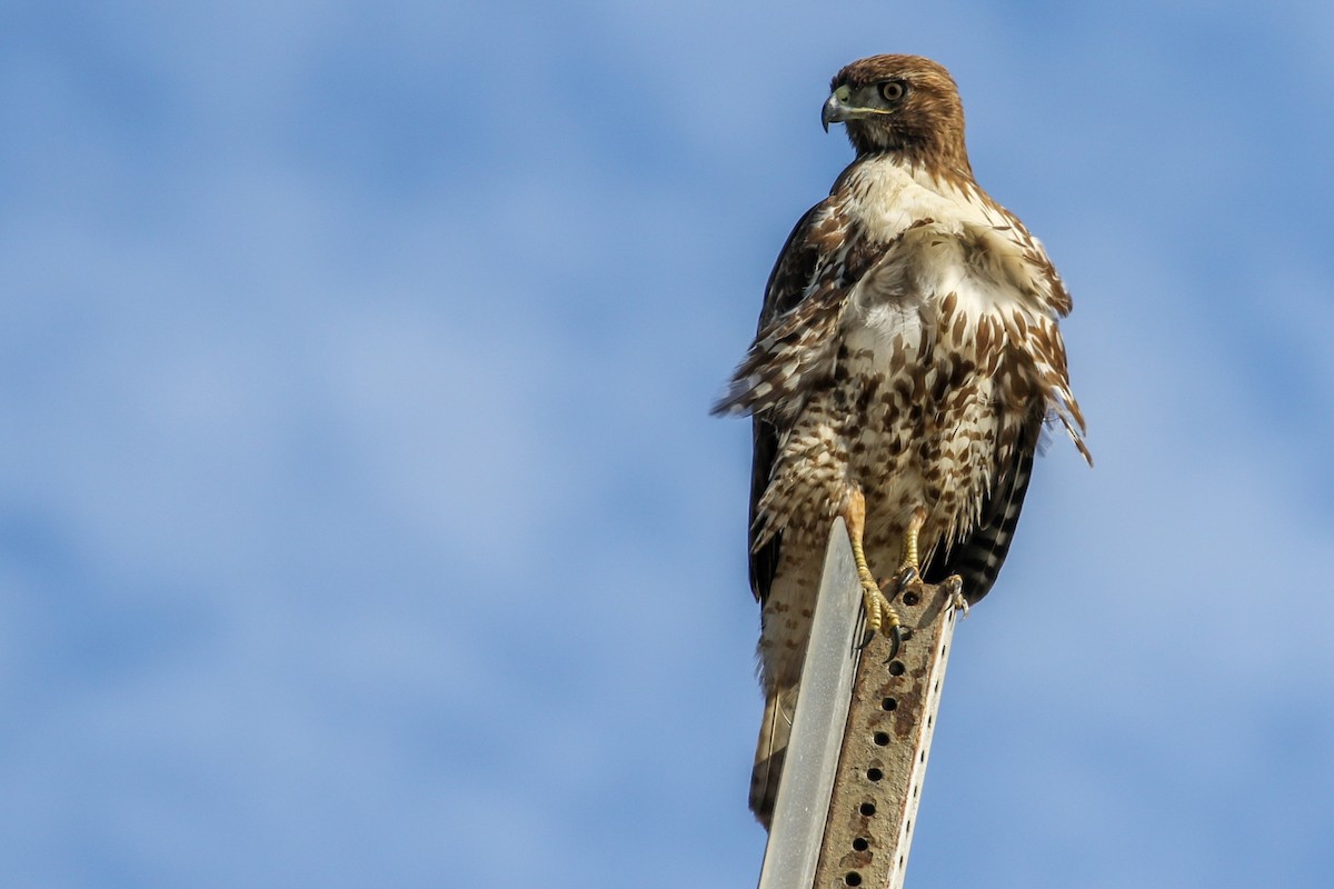 Red-tailed Hawk - Teresa Connell
