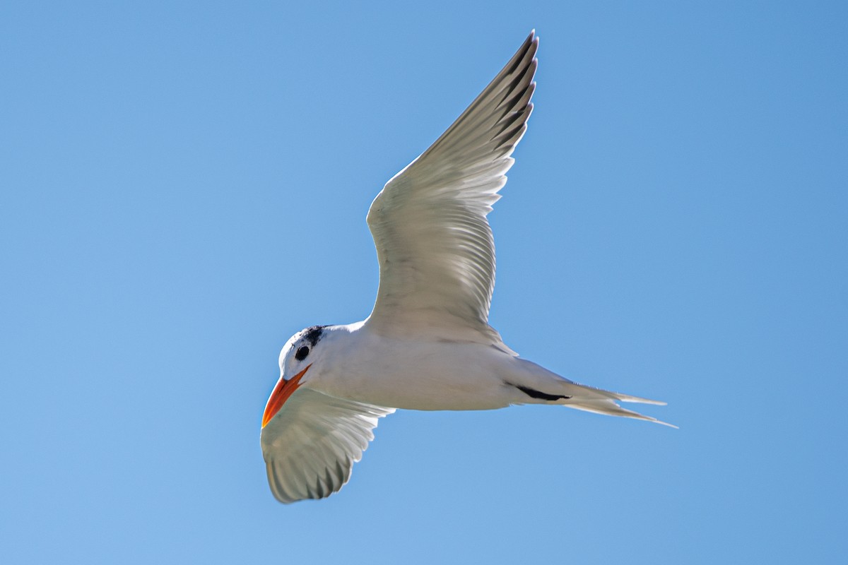 Royal Tern - German Garcia