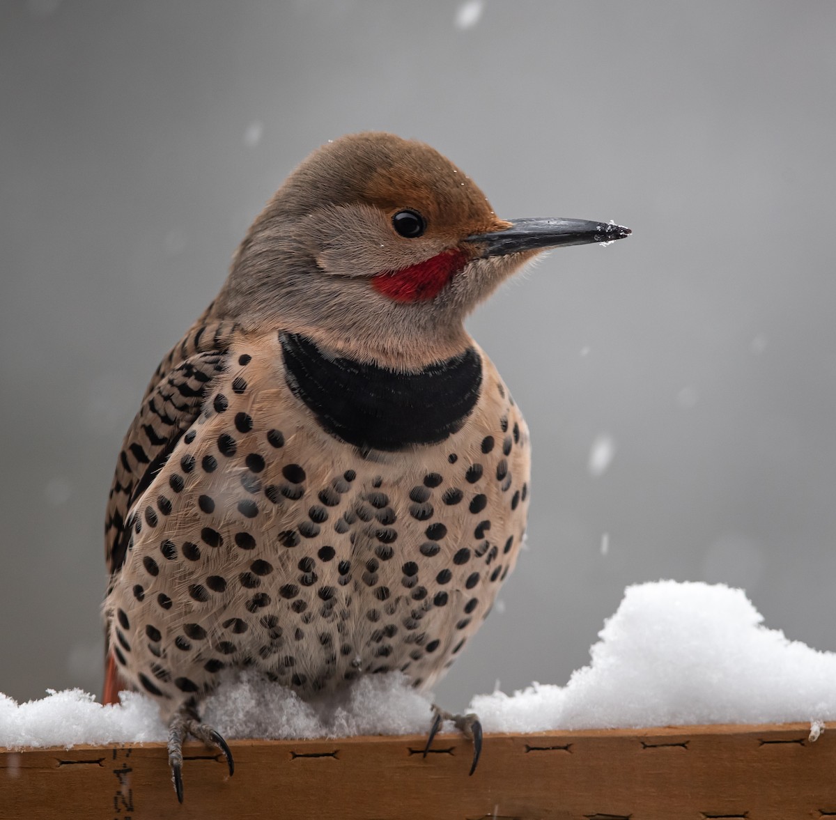Northern Flicker (Red-shafted) - ML309537771