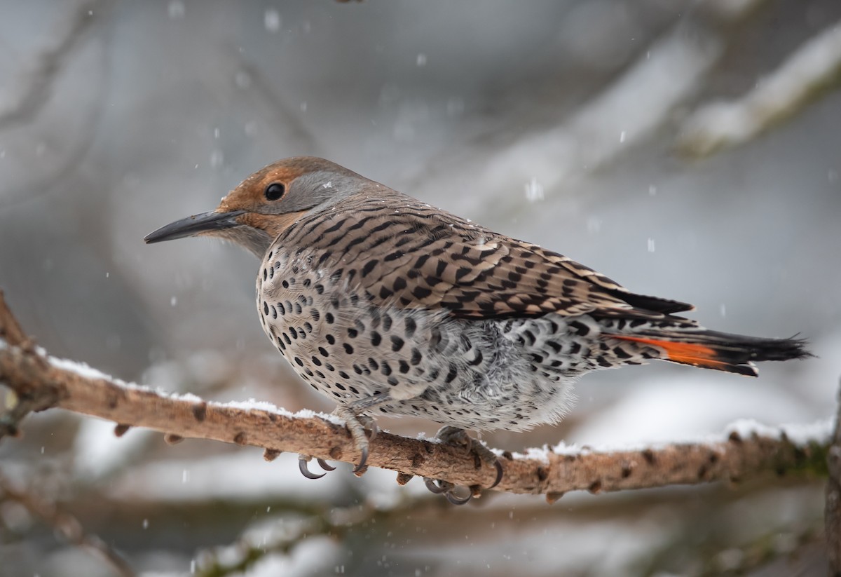 Northern Flicker (Red-shafted) - ML309538901