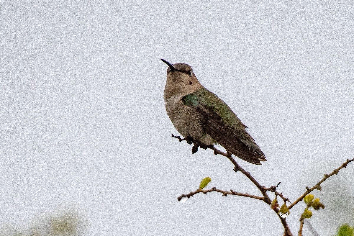 Costa's Hummingbird - ML309542381