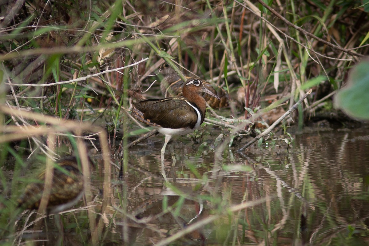 Greater Painted-Snipe - ML309555201
