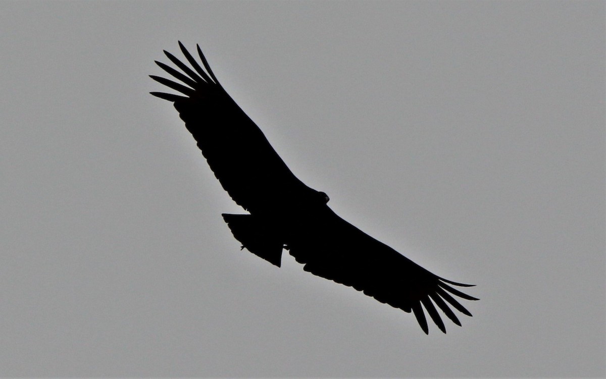 Black Vulture - ML309559781