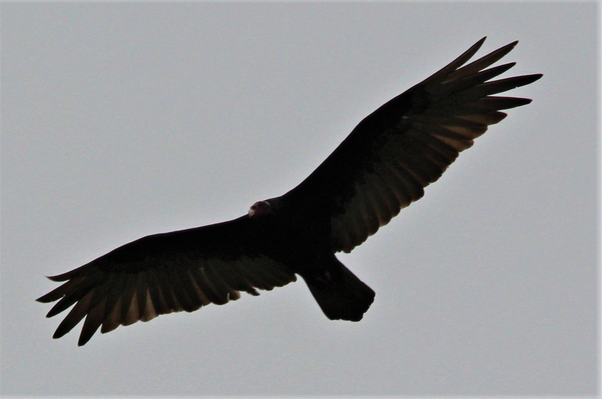 Turkey Vulture - Jeffrey McCrary