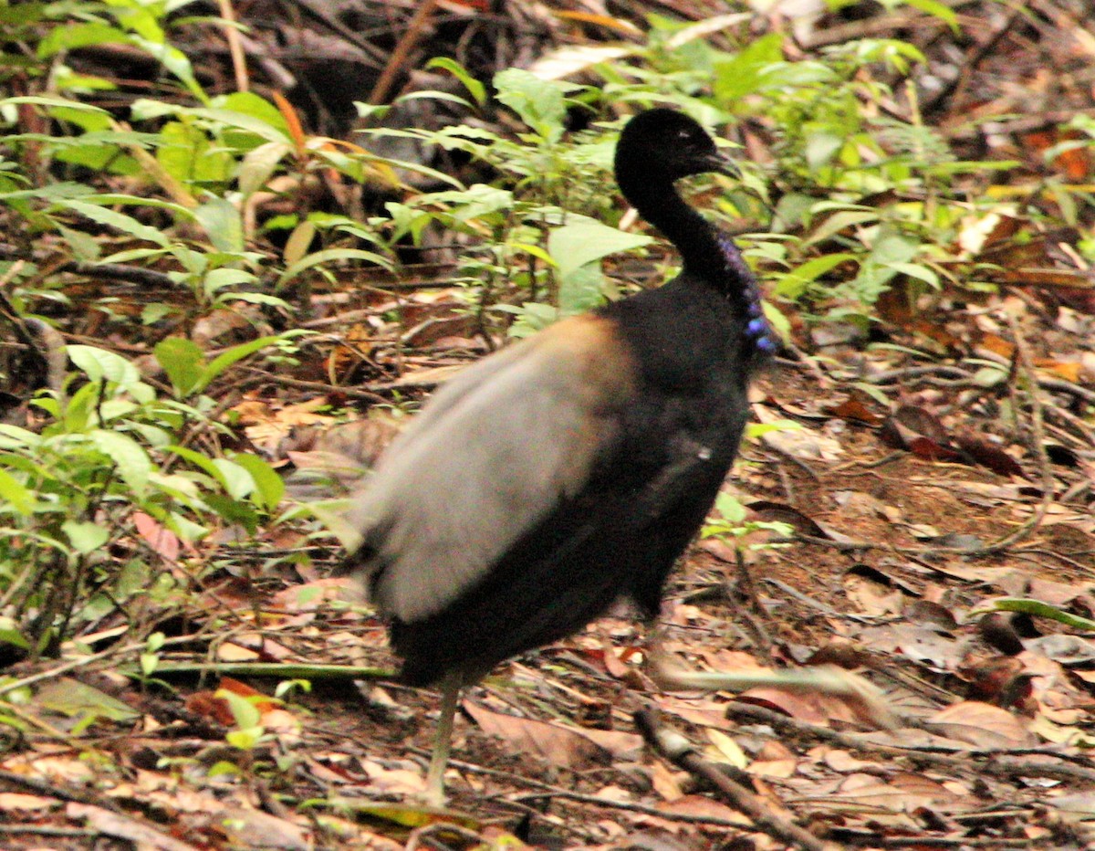 Gray-winged Trumpeter - ML309559961
