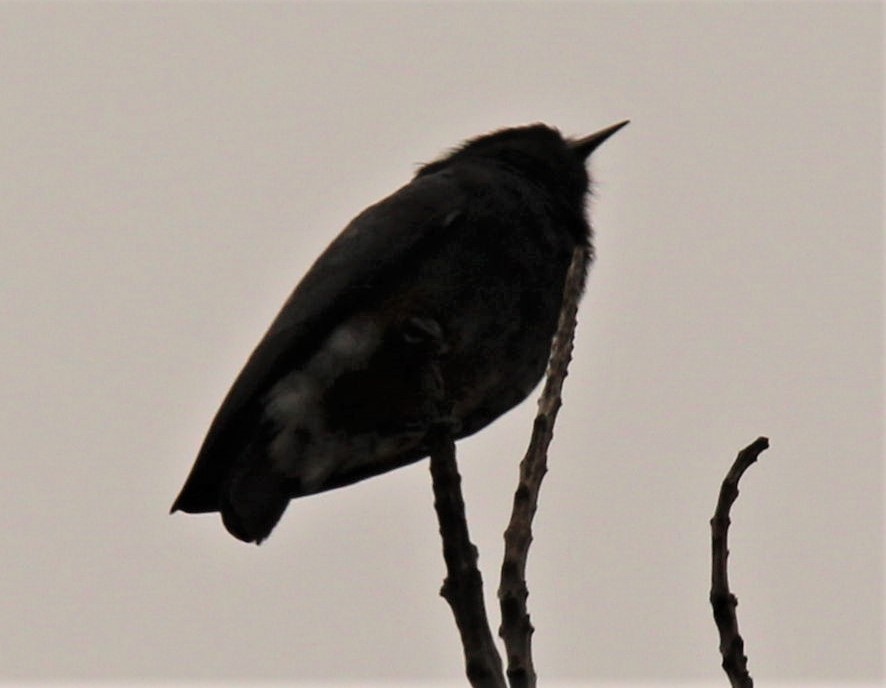 Swallow-winged Puffbird - Jeffrey McCrary