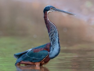  - Agami Heron