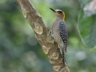  - Golden-cheeked Woodpecker