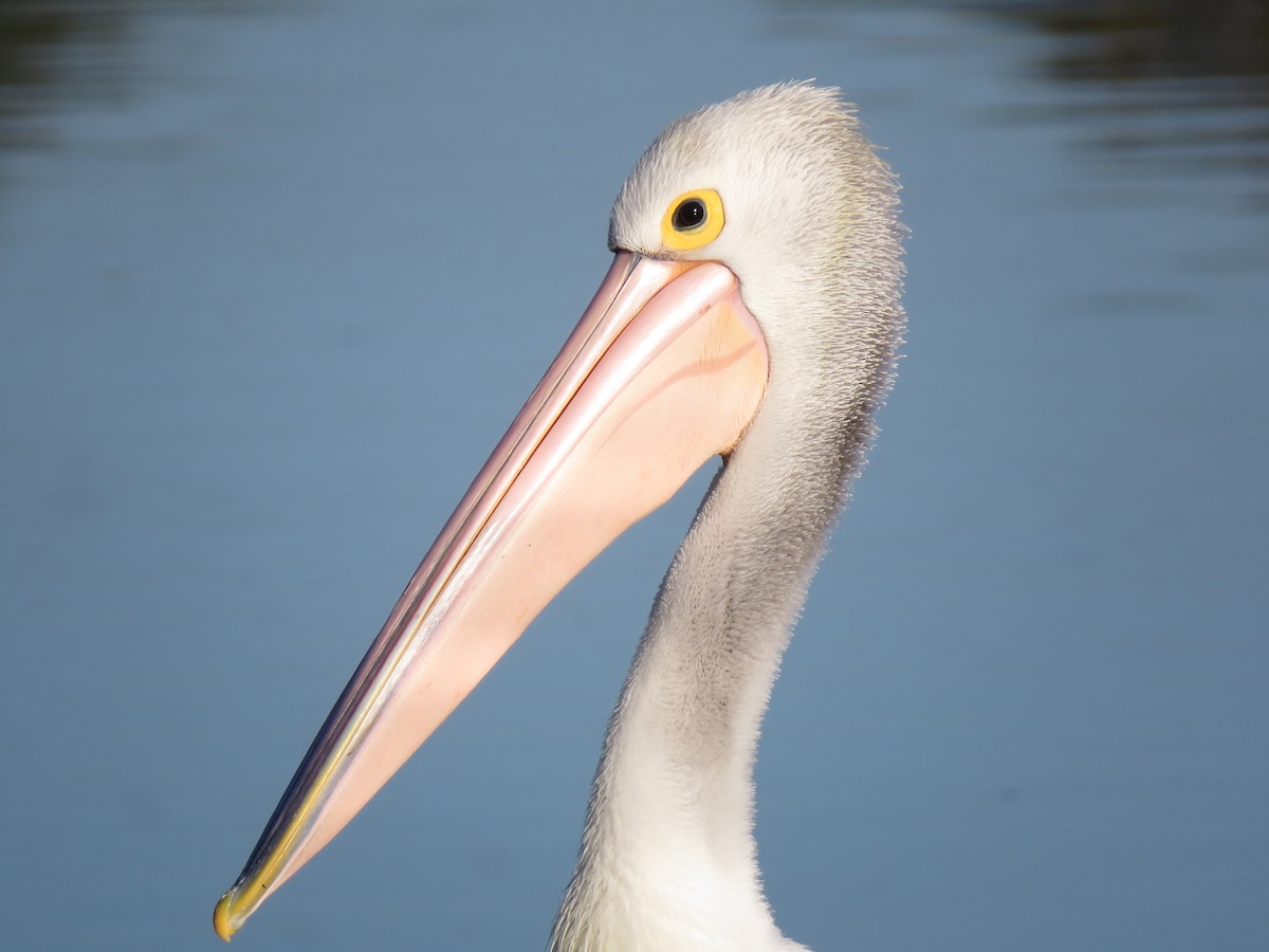 Australian Pelican - Sandra Henderson