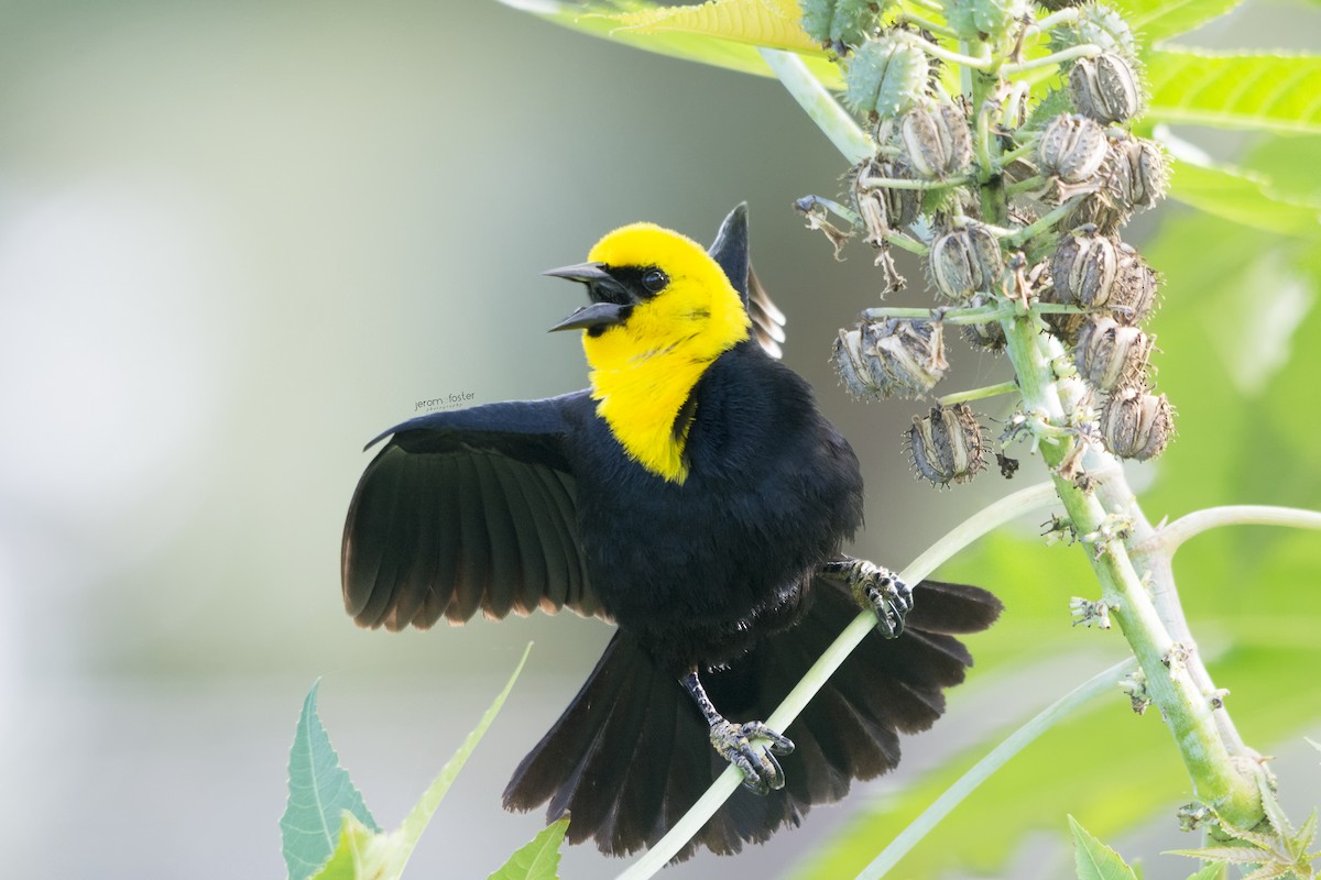 Yellow-hooded Blackbird - ML30957491