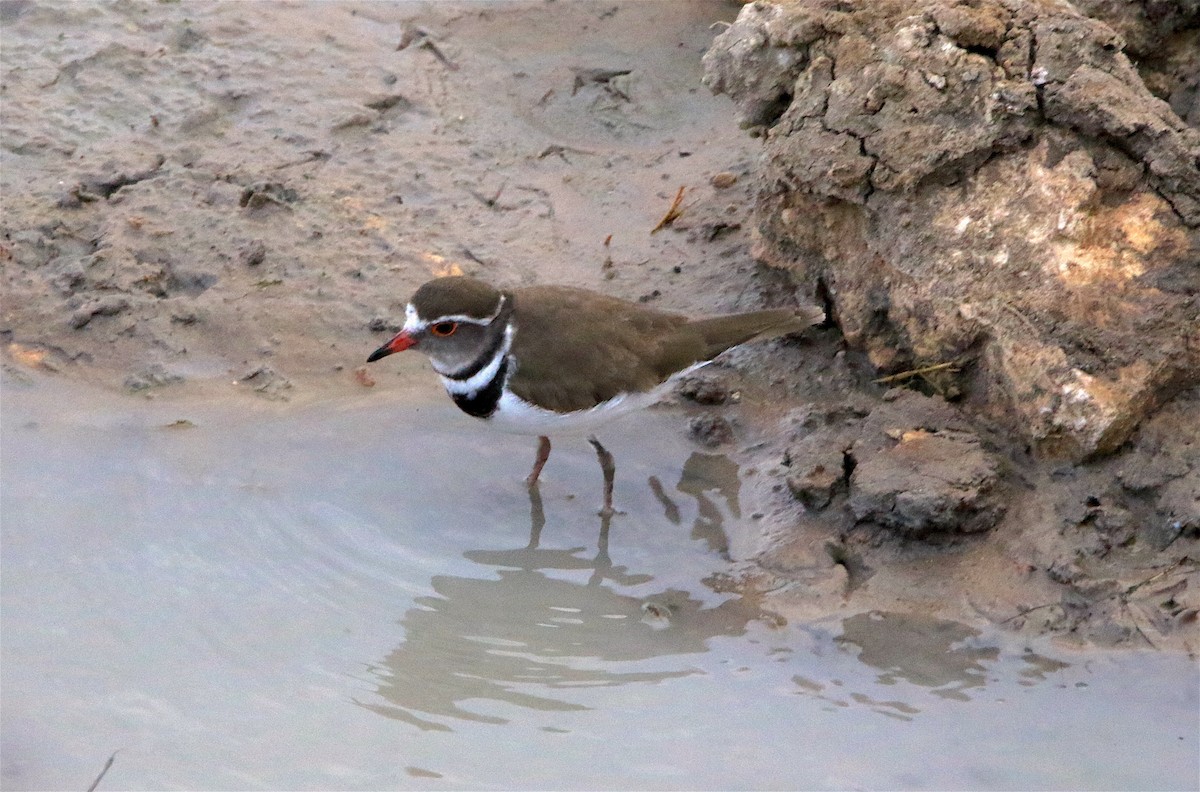 Three-banded Plover - J. Christopher Haney