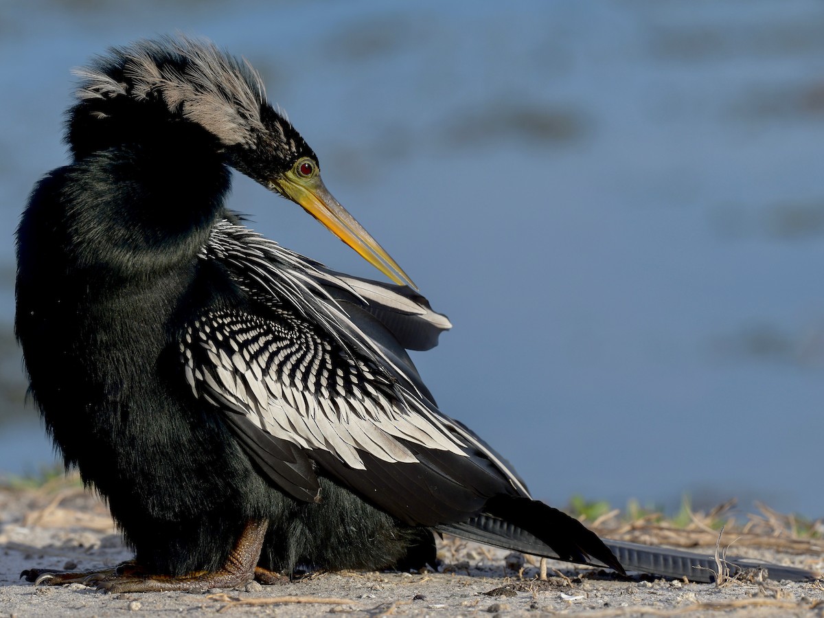 Anhinga - Anhinga anhinga - Birds of the World