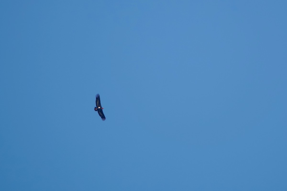 Red-headed Vulture - ML309583581