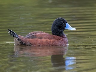  - Blue-billed Duck