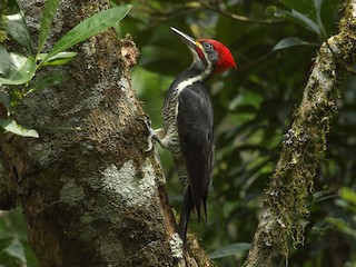  - Lineated Woodpecker