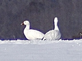 Snow Goose - ML309585371