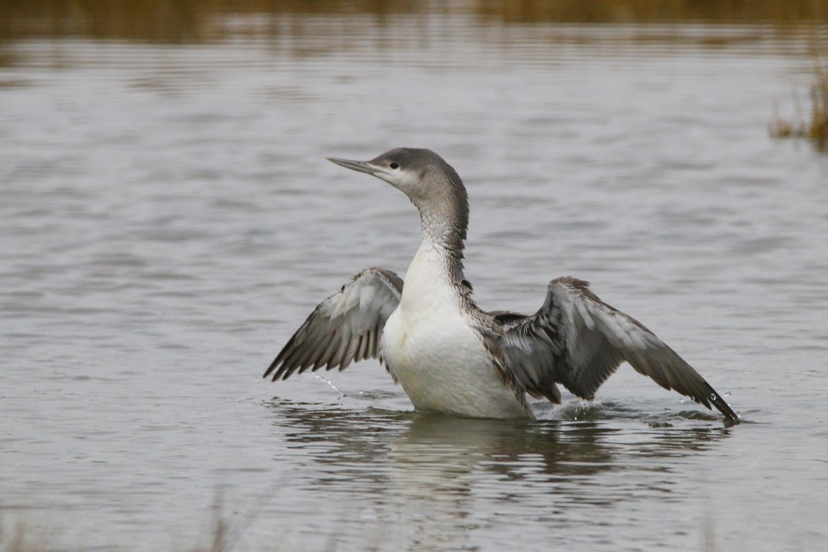Red-throated Loon - Devin Griffiths