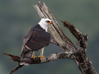  - Black-and-white Hawk-Eagle