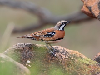  - Chestnut-breasted Quail-thrush