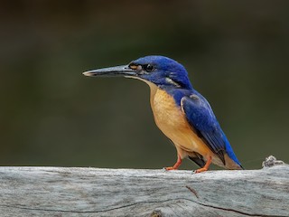  - Azure Kingfisher