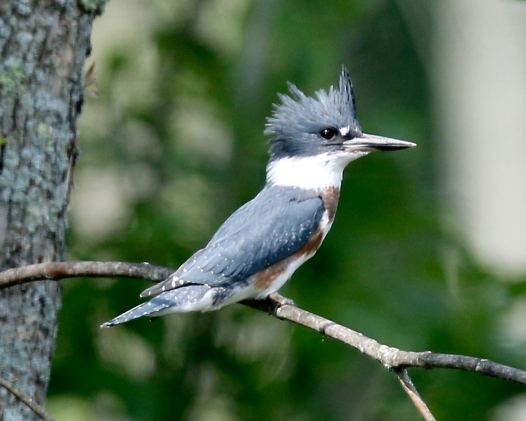Belted Kingfisher - Mary/Maury Humes