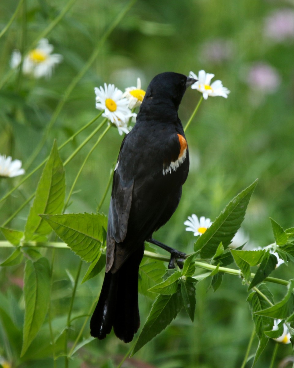Red-winged Blackbird - Mary/Maury Humes