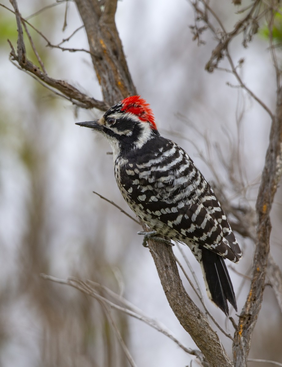 Nuttall's Woodpecker - ML309598741