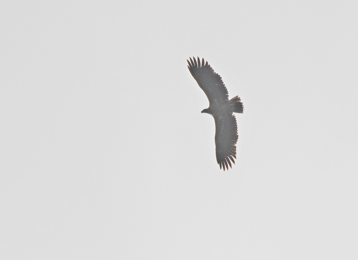 White-tailed Eagle - ML309598801