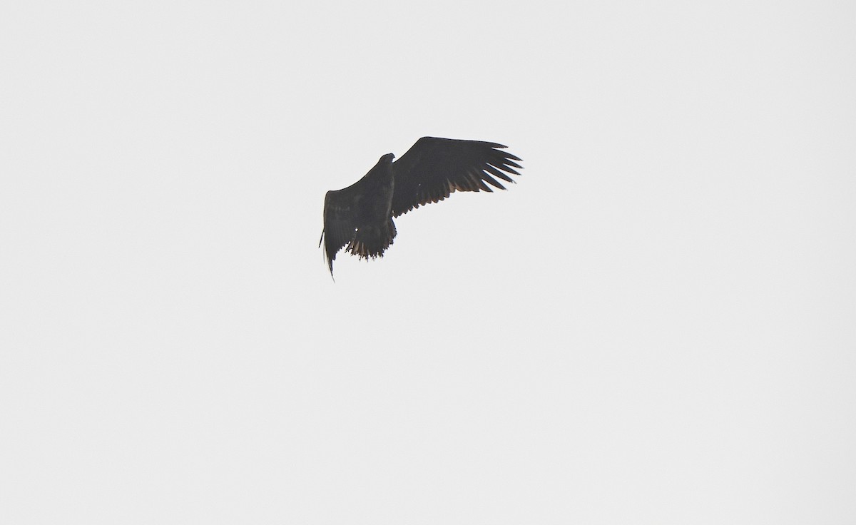 White-tailed Eagle - ML309598821