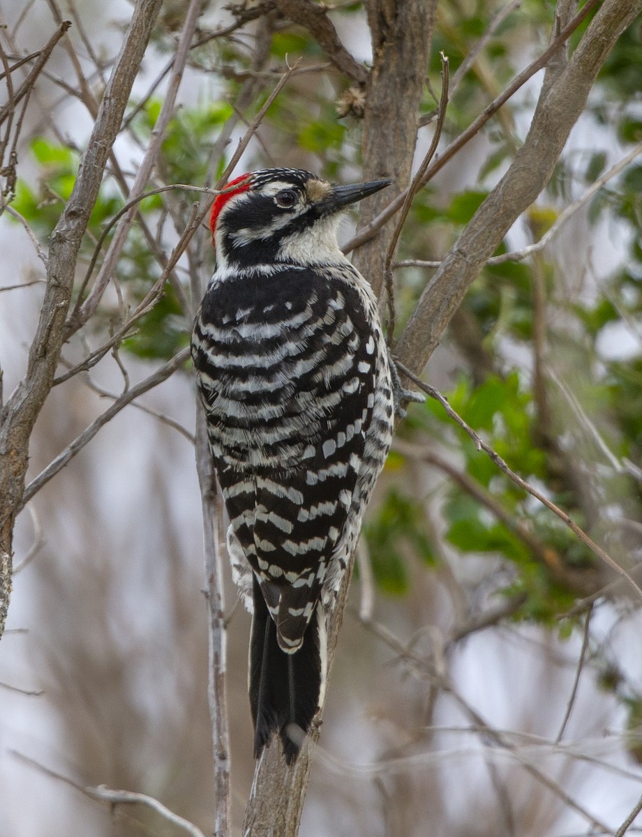 Nuttall's Woodpecker - ML309598851