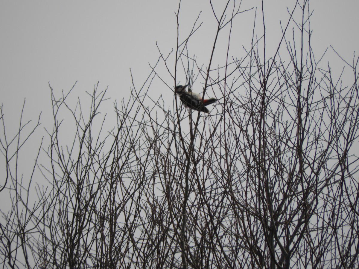 Great Spotted Woodpecker - ML309598901