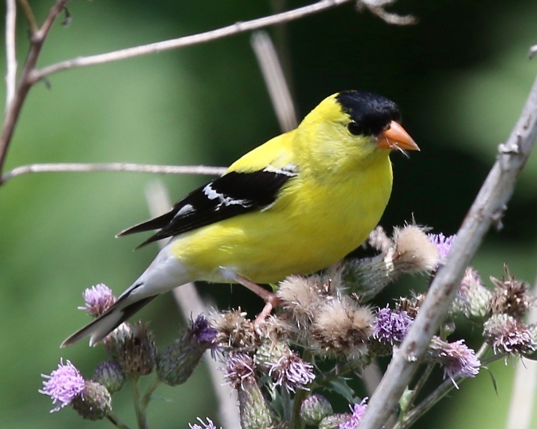 American Goldfinch - Mary/Maury Humes