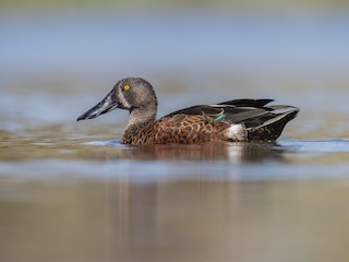  - Australasian Shoveler