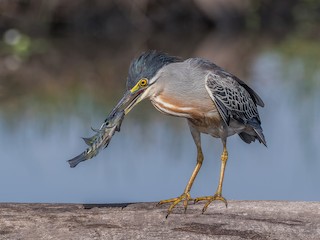  - Striated Heron