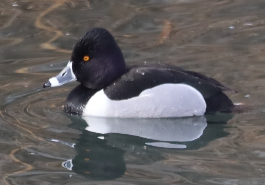 Ring-necked Duck - ML309603821