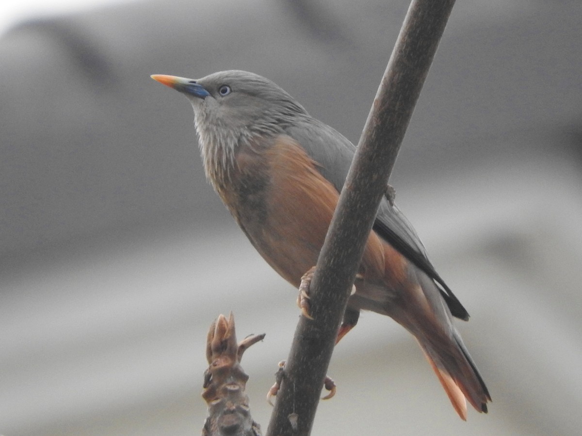 Chestnut-tailed Starling - ML309609521