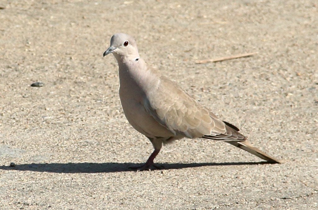 Eurasian Collared-Dove - ML309615071