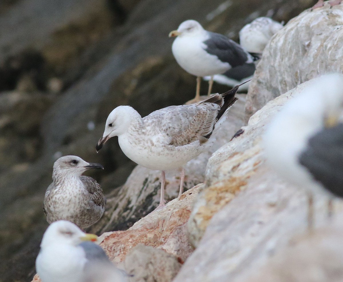 Caspian Gull - Georg Schreier Birdwatching Algarve