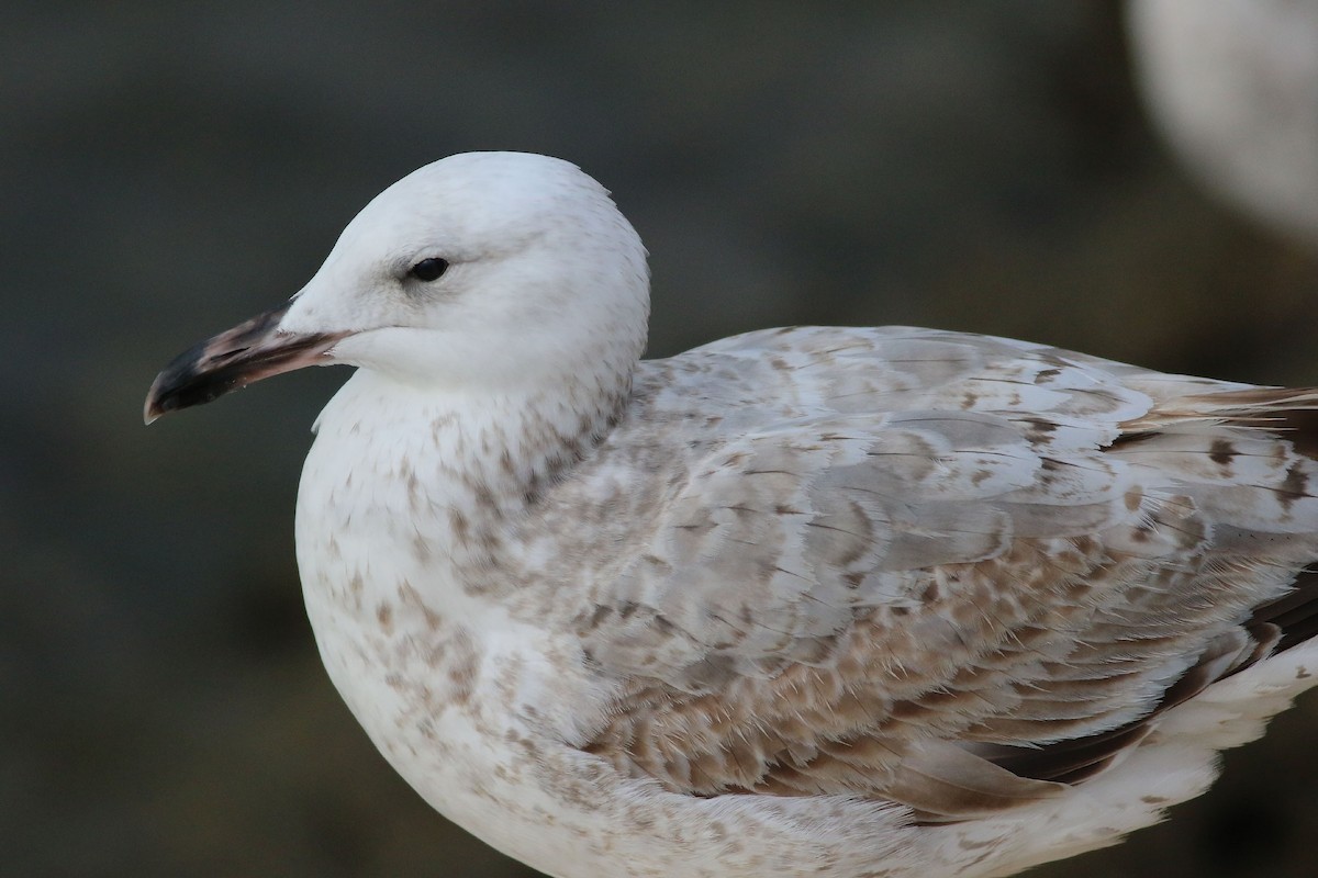 Caspian Gull - Georg Schreier Birdwatching Algarve