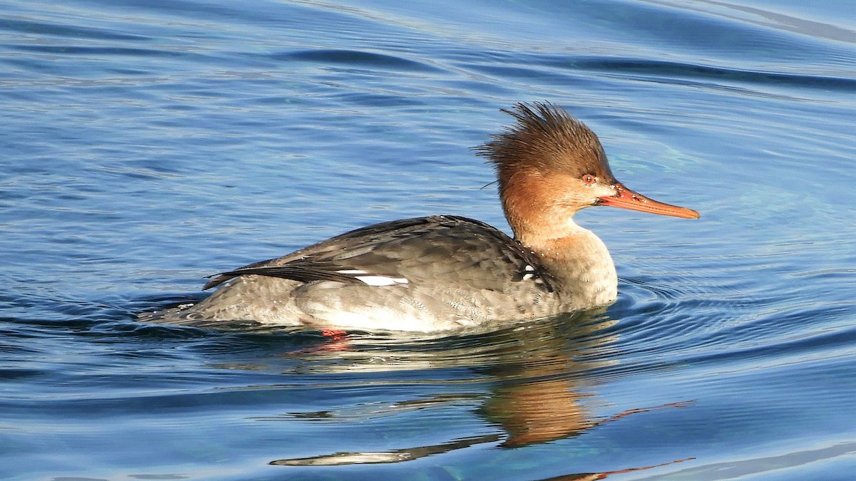 Red-breasted Merganser - Andy  Woodward