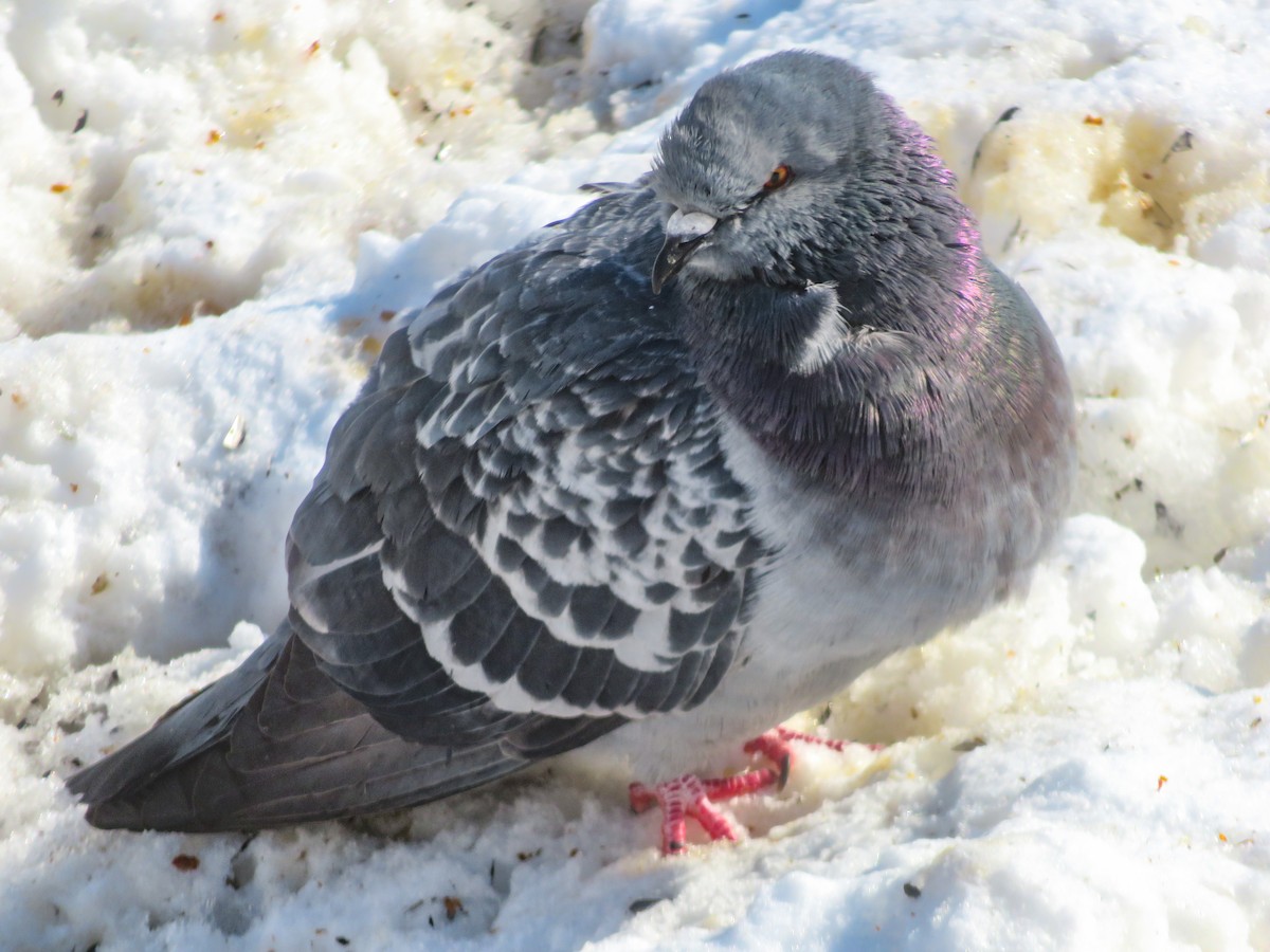 Rock Pigeon (Feral Pigeon) - ML309626131
